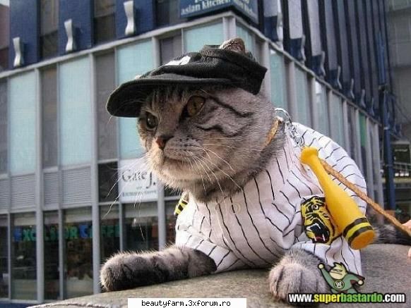 Pisica antrenor - ADMIN-ELECTRIK_CAT - ELECTRIK CATS