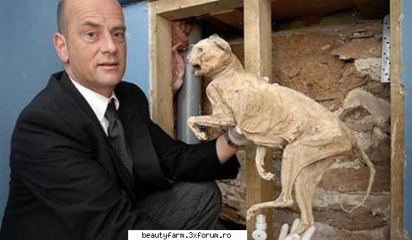 Pisica mumie din perete - Pisica mumie din perete Mare a fost surpriza unei - ELECTRIK CATS