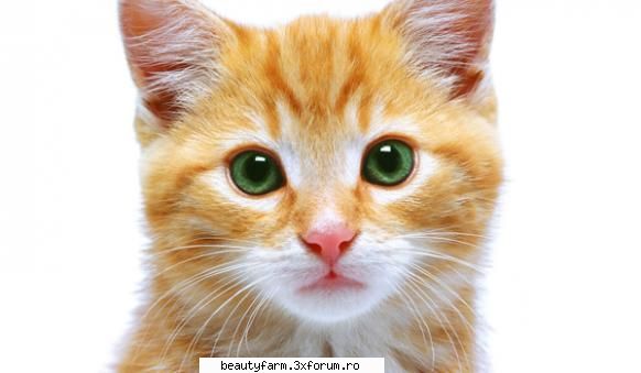 Pisicile isi manipuleaza stapanii prin tors - Pisicile au dezvoltat cateva tehnici subtile de - ELECTRIK CATS