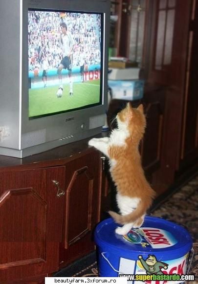 Pisicu suporter-goooooolllllllllllllllll - ADMIN-ELECTRIK_CAT - ELECTRIK CATS