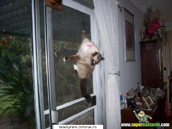 Pisicuta paianjen - spider cat - ADMIN-ELECTRIK_CAT - ELECTRIK CATS