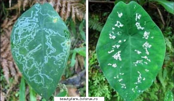 Planta care �face pe bolnava� - In jungla ecuadoriana creste o planta care "se - COOL STUFF
