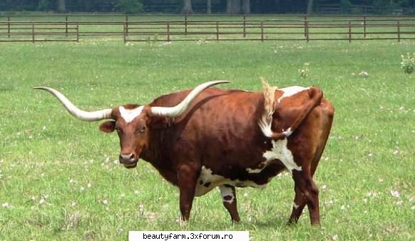 Poluarea poate modifica ADN-ul animalelor domestice - Poluarea poate modifica ADN-ul - ALTE ANIMALE