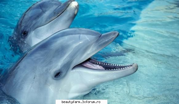 Pot delfinii sa anticipeze viitorul? - Pot delfinii sa anticipeze viitorul? Sunt - ALTE ANIMALE