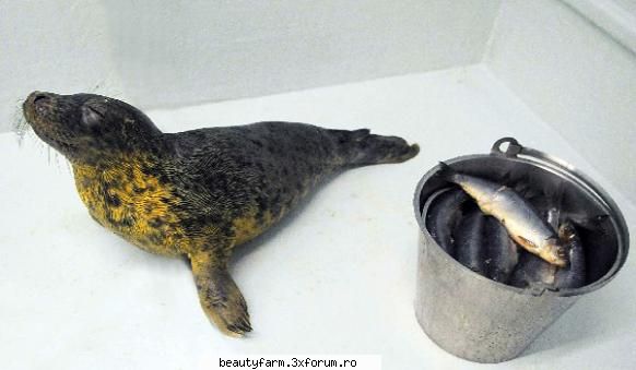 Povestea lui Heidi, foca mofturoasa - Povestea lui Heidi, foca mofturoasa Toata lumea - ALTE ANIMALE