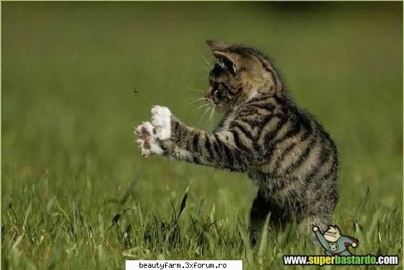Prinde musca papa musca - ADMIN-ELECTRIK_CAT - ELECTRIK CATS