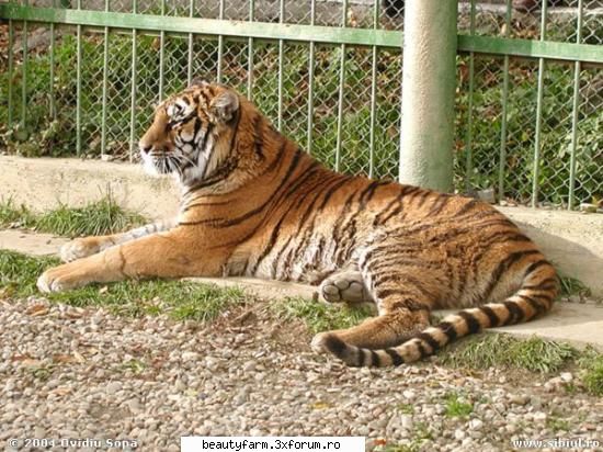 Puternic...intr-adevar - nu e rege dar puternic da - ALTE ANIMALE