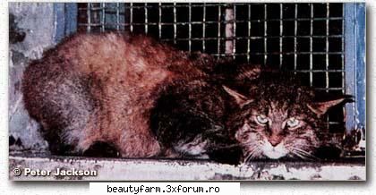 Puternic...intr-adevar - eee.......da d asta cam ce parere ai? just paying - ALTE ANIMALE