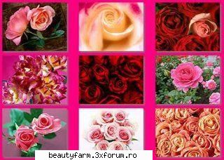 Roses trandafiri Wallpapers-free downloads - Roses Wallpapers 14 JPG - 1600x Mb down-load - SCREEN SAVERS
