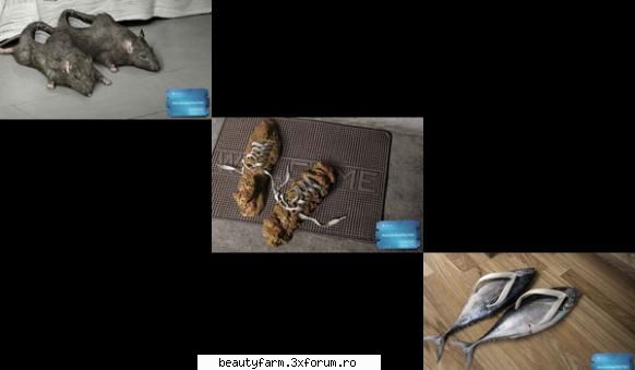 Sandalele din sobolani si papucii din pesti dau lovitura ciupercilor - Designerii unei companii - COOL STUFF