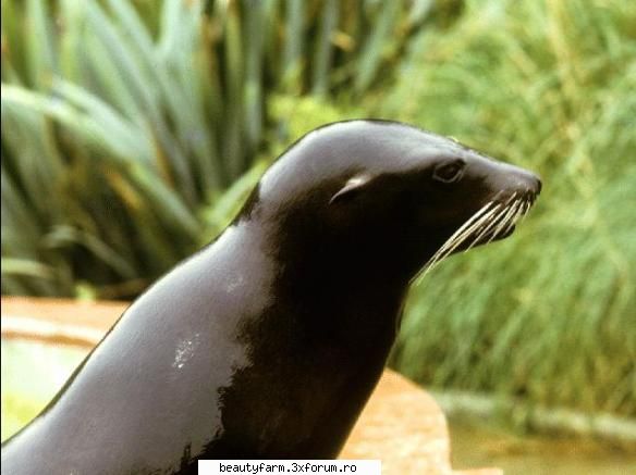 Seal's - martyn - ALTE ANIMALE