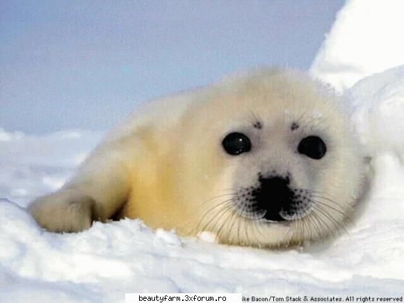 Seal's - martyn - ALTE ANIMALE
