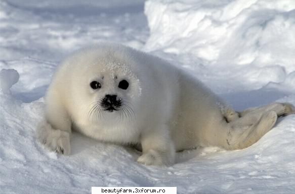 :rotfl: seal's