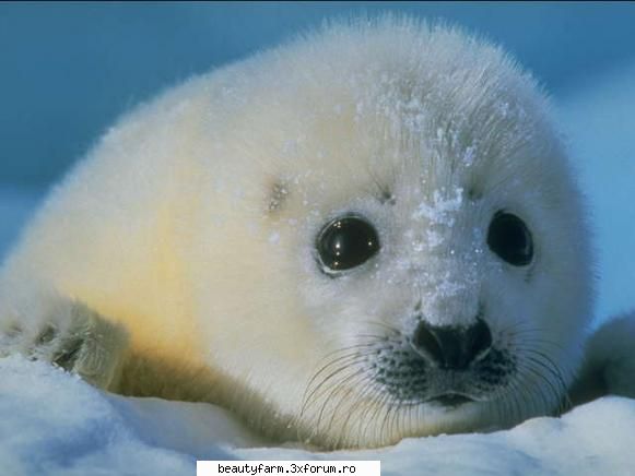 Seal's - martyn - ALTE ANIMALE