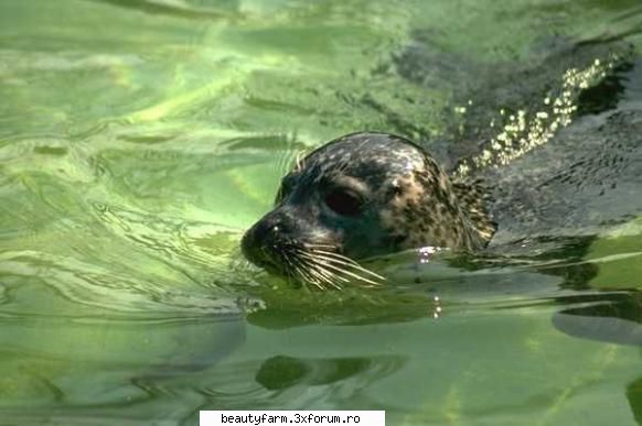 Seal's - martyn - ALTE ANIMALE