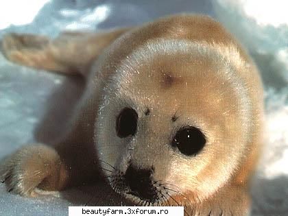 :rotfl: seal's