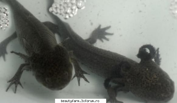 Secretul regenerarii este detinut de o salamandra - Savantii din cadrul Departamentului - ALTE ANIMALE