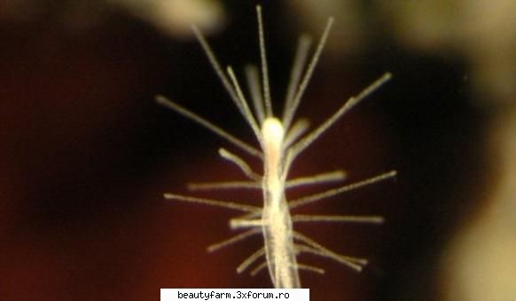 singurul animal nemuritor invadeaza dintre cele mai mici vietati marine, o meduza de doar 5