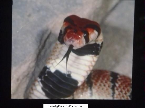 Snakes - sabo_shadow - ALTE ANIMALE