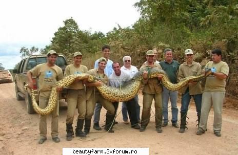 Snakes - nici_de_cum - ALTE ANIMALE