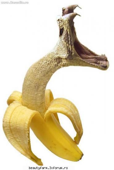 Snakes - Khivu - ALTE ANIMALE