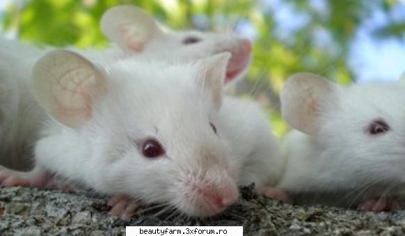 Soareci �vorbitori� printre noi - Soareci �vorbitori� printre noi Nu sunt tocmai - ALTE ANIMALE