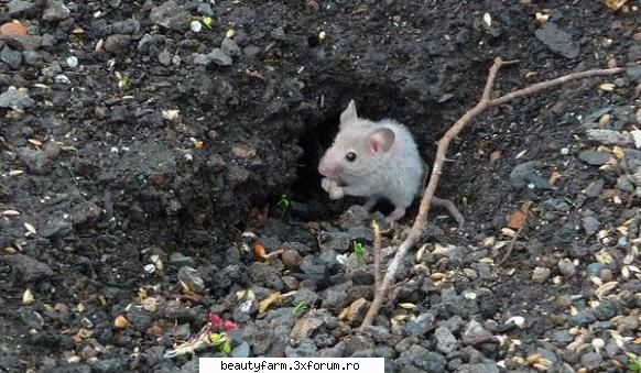 Soarecii se schimba odata cu vremurile - Dimensiunile rozatoarelor depind de densitatea - ALTE ANIMALE