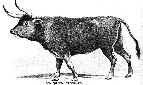 TOP 10 cele mai importante animale disparute din Romania - Brebii dispar pe rand in toata - ALTE ANIMALE