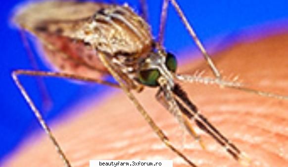 Tantarul �tunat�- noua arma anti-malarie - Tantarul �tunat�- noua arma anti-malarie In - COOL STUFF