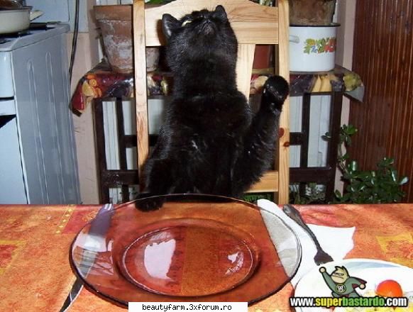 Tuna and Salmon, please - chelner hai miscate mai repede - ELECTRIK CATS