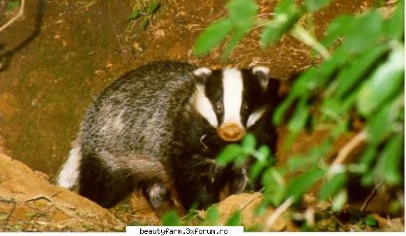 Un bursuc beat crita - Un bursuc beat crita a speriat soferii germani - ALTE ANIMALE