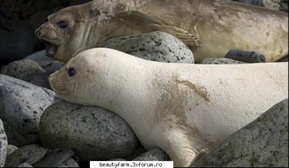 Un exemplar rar elefantul de mare alb - Un exemplar rar: elefantul de mare alb Pe insula - ALTE ANIMALE