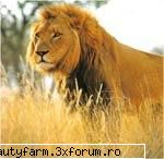 Un rege adevarat - sabo_shadow - ALTE ANIMALE