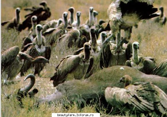 VULTURI NAT GEO WILD - The 6 most common vultures of Africa are - ALTE ANIMALE