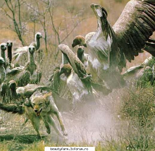 VULTURI NAT GEO WILD - Frantically competitive, a black-backed jackal - ALTE ANIMALE