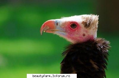 VULTURI NAT GEO WILD - White-headed Vulture (Trigonoceps occipitalis) - ALTE ANIMALE