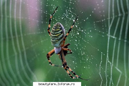 Wallpapers - Macro Collection-FREE DOWNLOAD - Wallpapers - Macro Collection 40 jpg | - SCREEN SAVERS