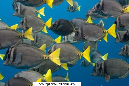 Wallpapers - Sea Animals-free download - Wallpapers - Sea Animals 20 jpg | 1920*1200 | - SCREEN SAVERS