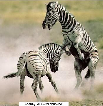 ZEBRE (FOTO) NAT GEO WILD - The three zebra-species are: Plains zebra, Equus - ALTE ANIMALE