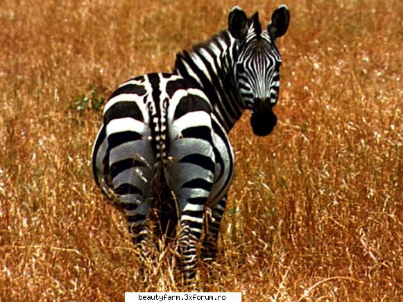 ZEBRE (FOTO) NAT GEO WILD - martyn - ALTE ANIMALE