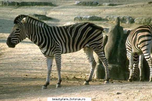 ZEBRE (FOTO) NAT GEO WILD - martyn - ALTE ANIMALE