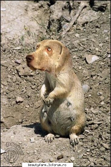 cel mai fioros animal... - Khivu - STRANGE PICS