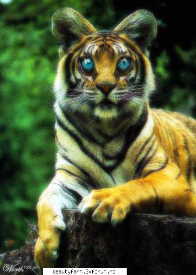 cel mai fioros animal... - raven_shield_v27i - STRANGE PICS