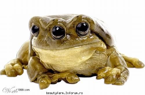 cel mai fioros animal... - ce bine vede :) - STRANGE PICS