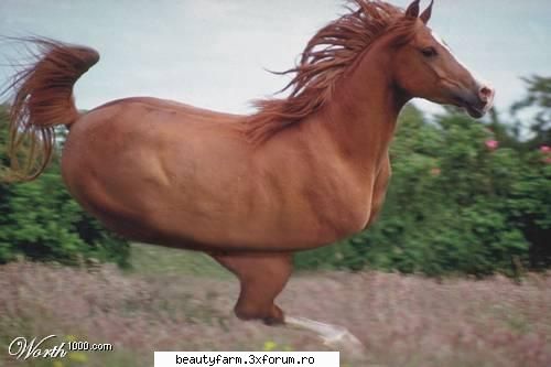 cel mai fioros animal... - pe el am pariat la curse - STRANGE PICS