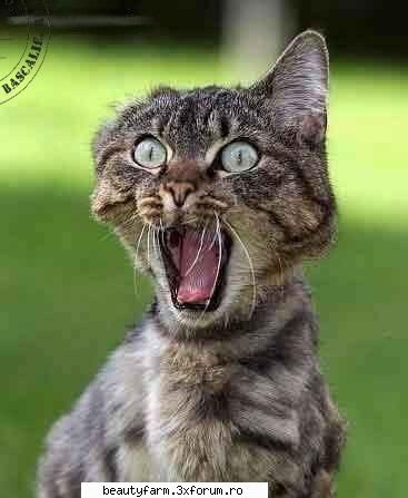 cel mai fioros animal... - rozy - STRANGE PICS