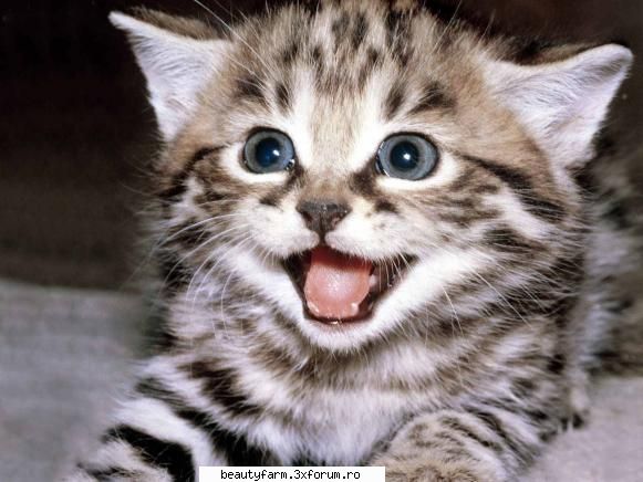cel mai fioros animal... - aaaaaaaaaaaaaaaaaaa - STRANGE PICS