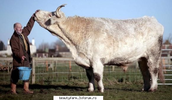 cel mai mare bou din lume - Pe numele sau din pedigree, The Field Marshall - ALTE ANIMALE
