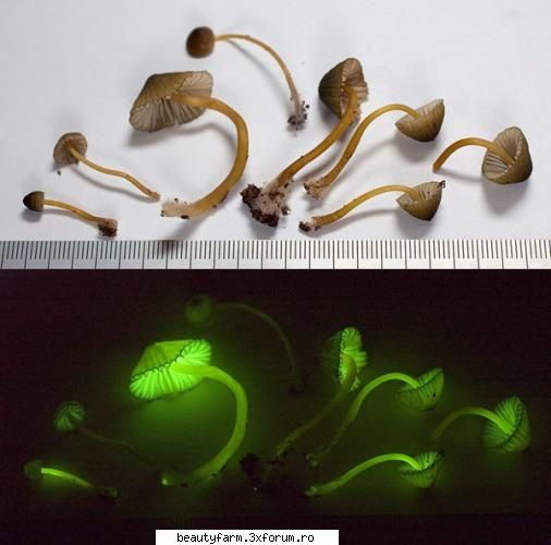 chiar daca sunt usor de observat, mai ales in intuneric, ciupercile denumite stiintific mycena au
