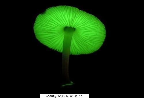 ciupercilor fosforescente - ADMIN-ELECTRIK_CAT - COOL STUFF
